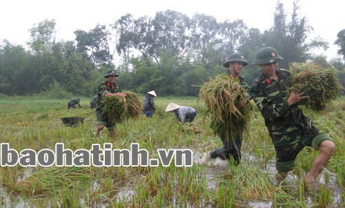 Cán bộ, chiến sĩ Trung đoàn 841, Bộ CHQS Hà Tĩnh giúp nhân dân gặt lúa chạy bão