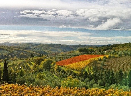 Mùa thu ở Chianti, Tuscany, Ý là mùa thu hoạch nho, ô liu, nấm…