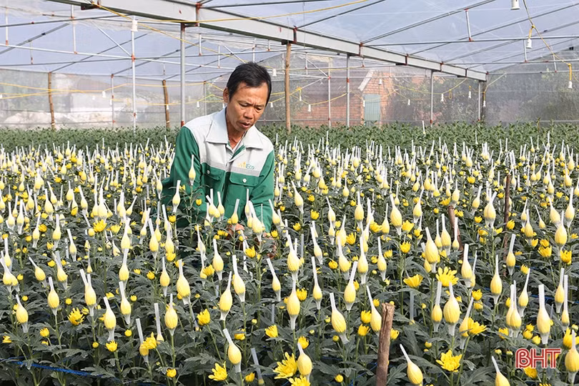 Niềm vui trên những cánh đồng ở Hà Tĩnh