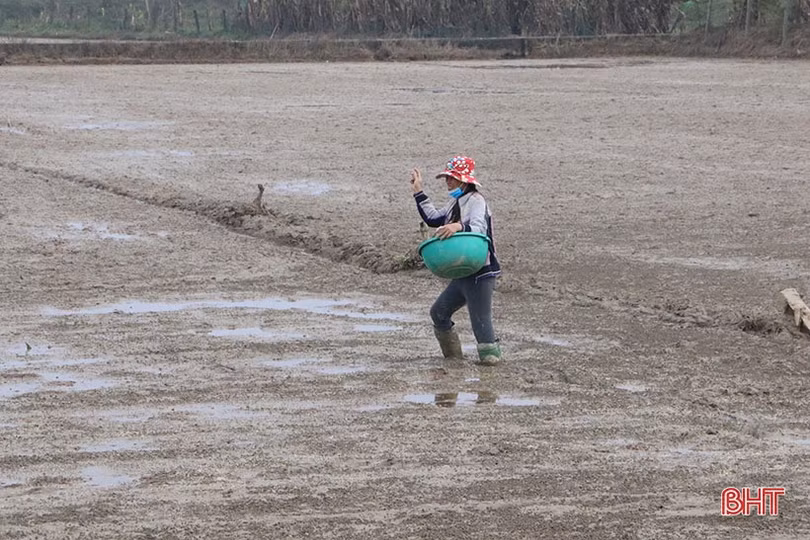 Thời tiết thuận lợi, nông dân Hà Tĩnh tập trung gieo cấy lúa xuân