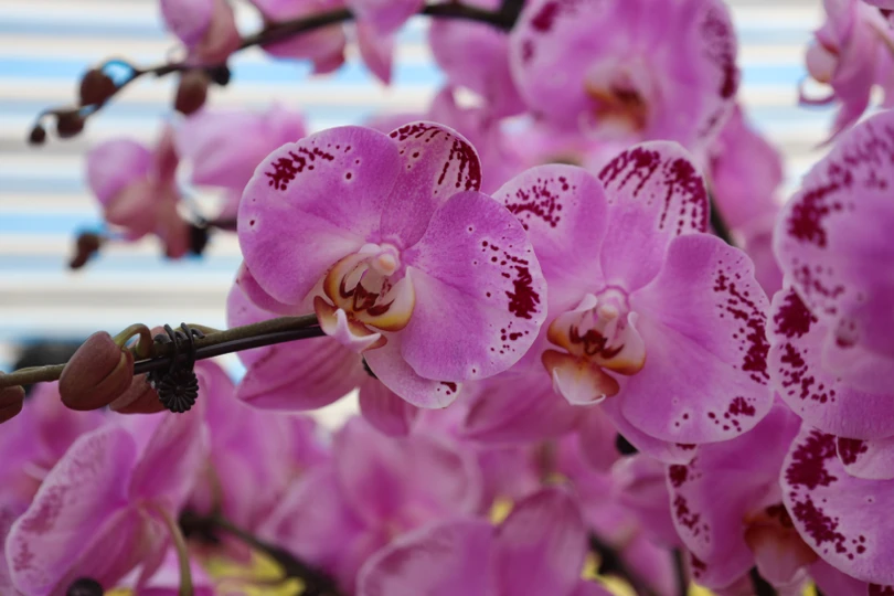 Muôn sắc lan hồ điệp “xuống phố” đón tết Nhâm Dần