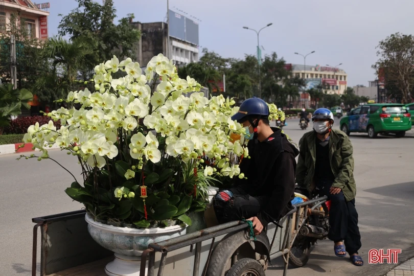 Muôn sắc lan hồ điệp “xuống phố” đón tết Nhâm Dần