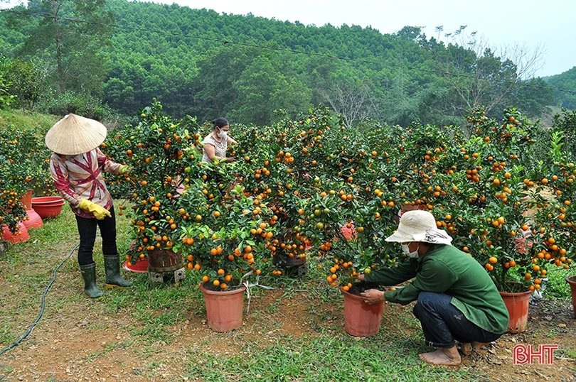 Vườn quất cảnh duy nhất ở Hương Sơn “rộn ràng” xuống phố