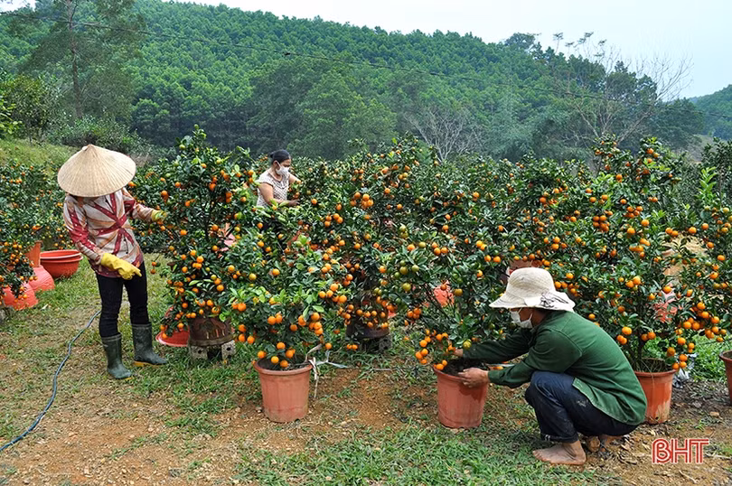 Vườn quất cảnh duy nhất ở Hương Sơn “rộn ràng” xuống phố