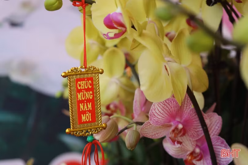 Muôn sắc lan hồ điệp “xuống phố” đón tết Nhâm Dần