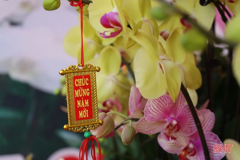 Muôn sắc lan hồ điệp “xuống phố” đón tết Nhâm Dần