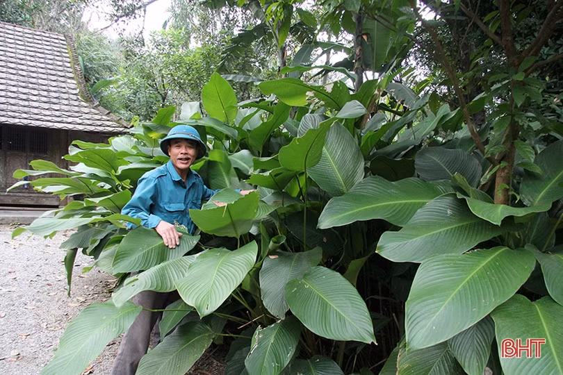 “Thủ phủ” lá dong Yên Sơn tất bật vào mùa thu hoạch