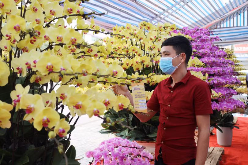 Muôn sắc lan hồ điệp “xuống phố” đón tết Nhâm Dần