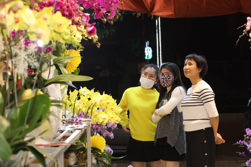 Muôn sắc lan hồ điệp “xuống phố” đón tết Nhâm Dần