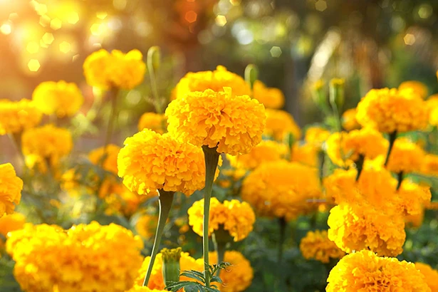 Mong chờ tháng Chạp