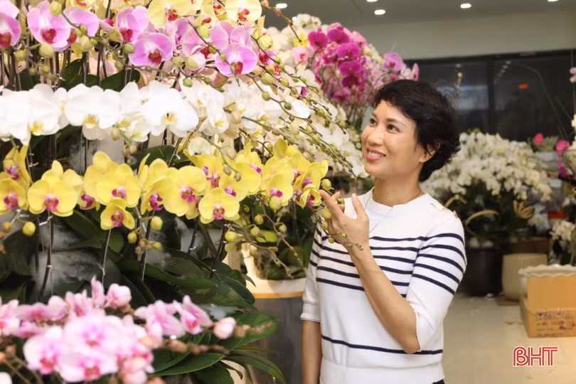 Muôn sắc lan hồ điệp “xuống phố” đón tết Nhâm Dần