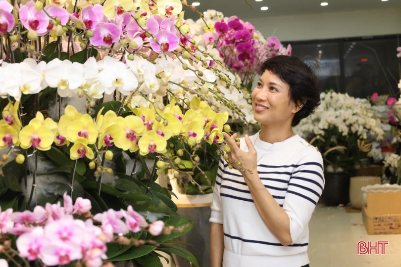 Muôn sắc lan hồ điệp “xuống phố” đón tết Nhâm Dần