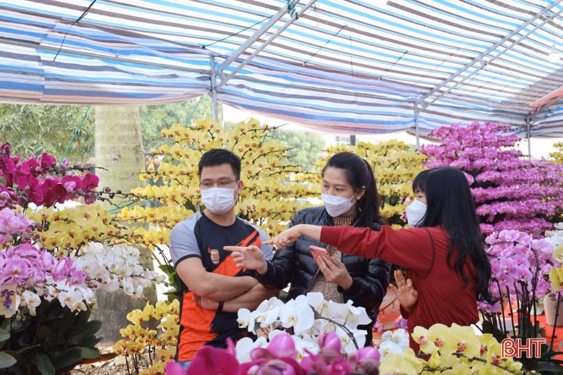 Muôn sắc lan hồ điệp “xuống phố” đón tết Nhâm Dần