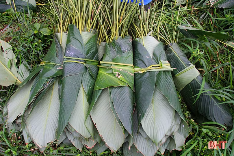 “Thủ phủ” lá dong Yên Sơn tất bật vào mùa thu hoạch