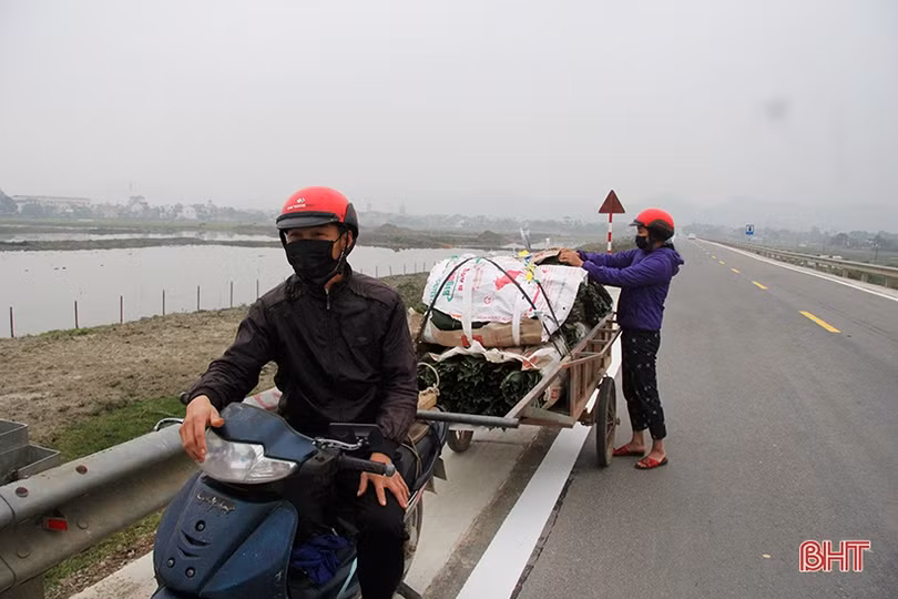 “Thủ phủ” lá dong Yên Sơn tất bật vào mùa thu hoạch