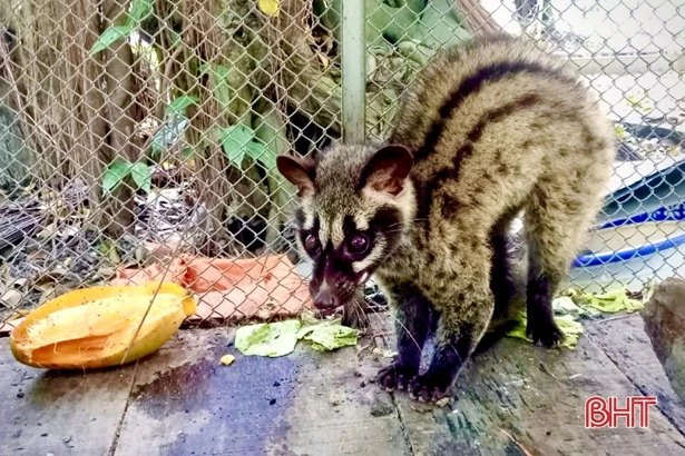 Vườn Quốc gia Vũ Quang thả 8 cá thể cầy về môi trường tự nhiên