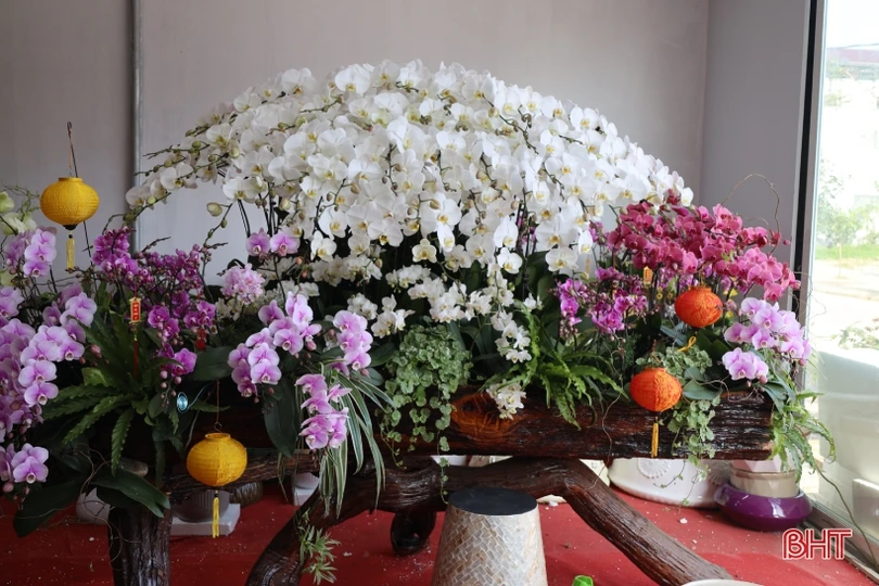 Muôn sắc lan hồ điệp “xuống phố” đón tết Nhâm Dần