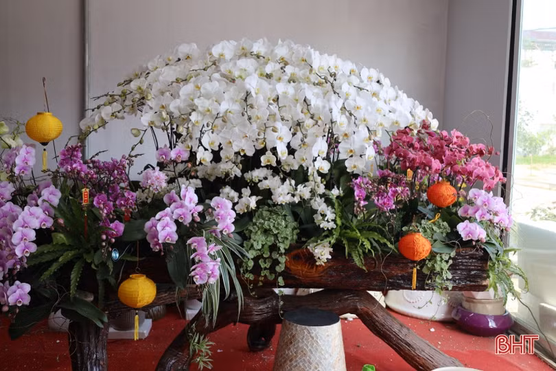 Muôn sắc lan hồ điệp “xuống phố” đón tết Nhâm Dần