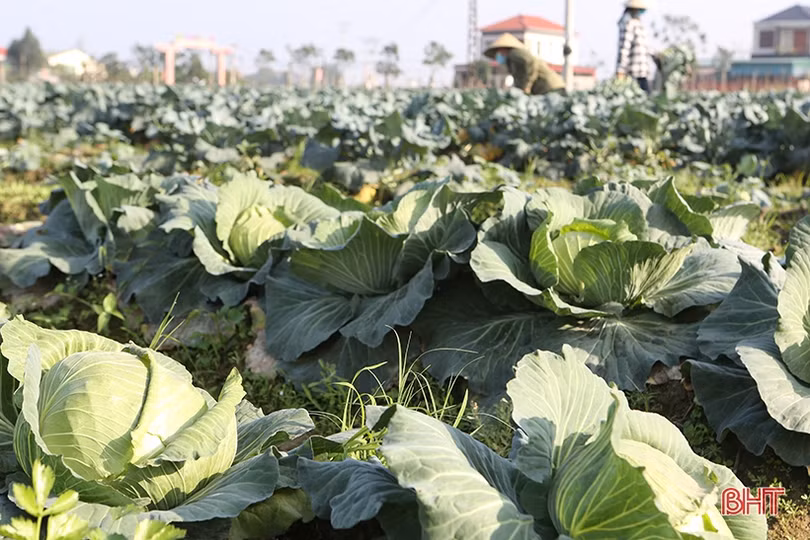 Niềm vui trên những cánh đồng ở Hà Tĩnh