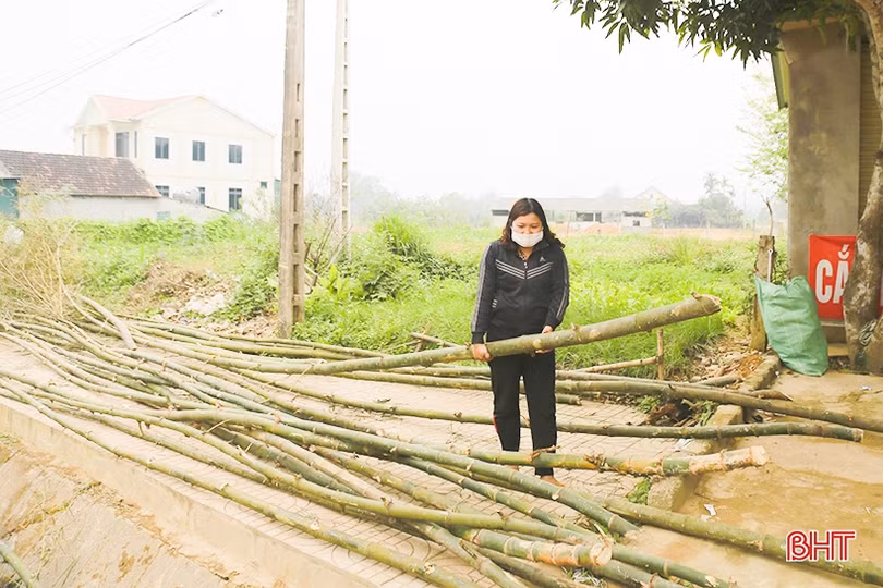 Cây tre, lá đùng đình làm cây nêu được giá ngày cận tết