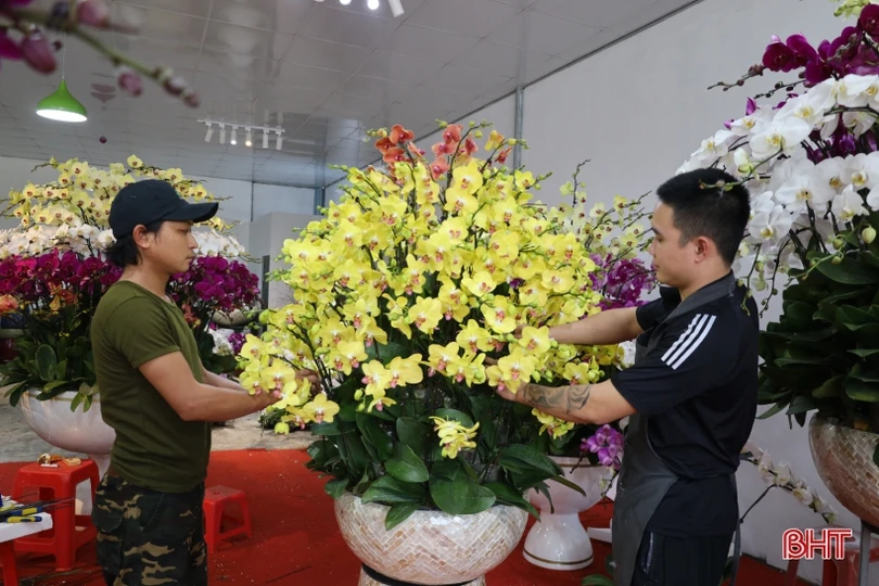 Muôn sắc lan hồ điệp “xuống phố” đón tết Nhâm Dần