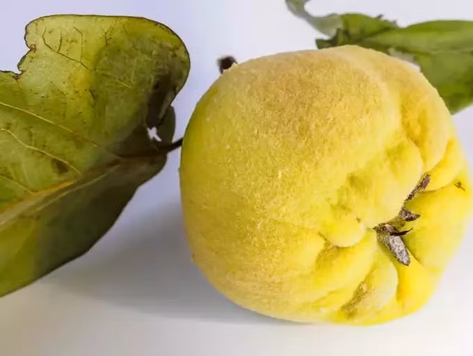 9 thực phẩm hot nhất năm 2022, tín đồ ẩm thực nào cũng nên biết