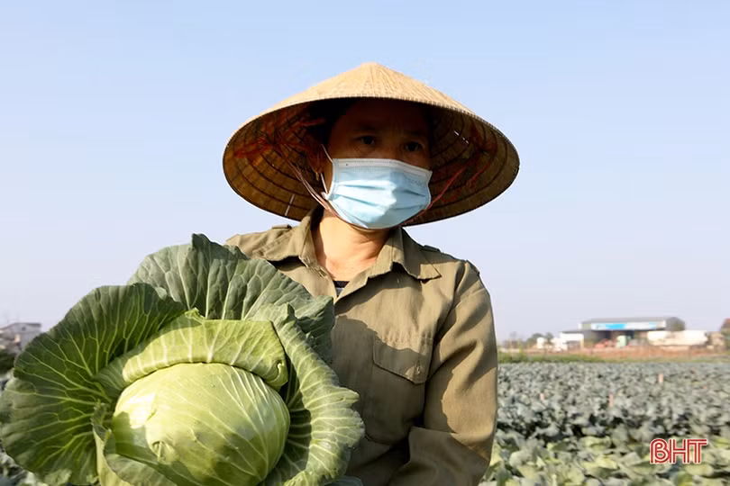 Niềm vui trên những cánh đồng ở Hà Tĩnh