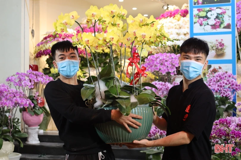 Muôn sắc lan hồ điệp “xuống phố” đón tết Nhâm Dần