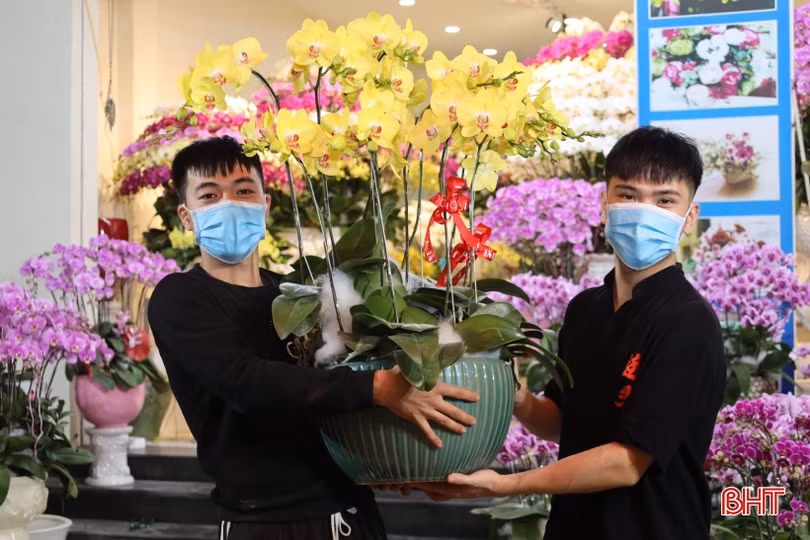 Muôn sắc lan hồ điệp “xuống phố” đón tết Nhâm Dần