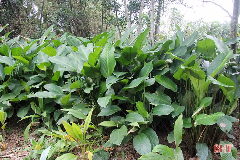 “Thủ phủ” lá dong Yên Sơn tất bật vào mùa thu hoạch