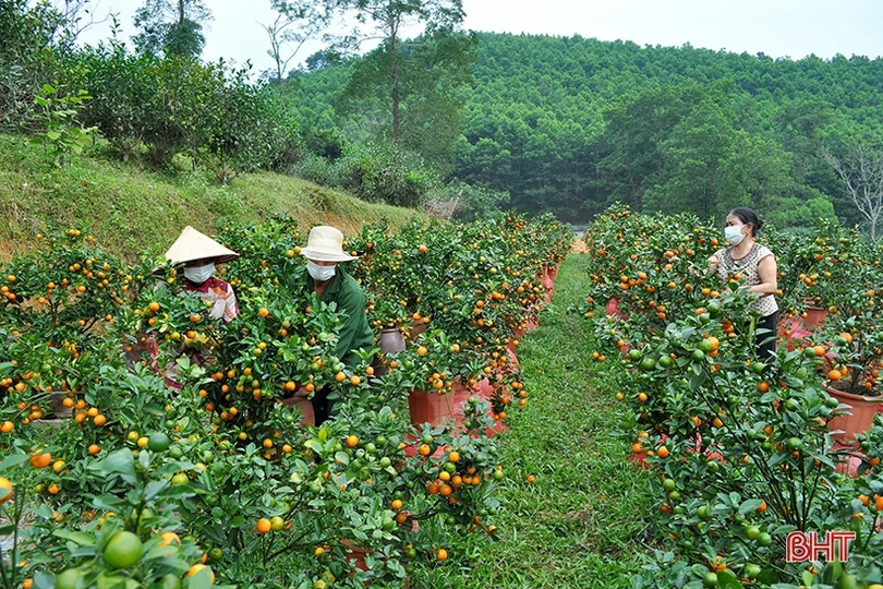 Vườn quất cảnh duy nhất ở Hương Sơn “rộn ràng” xuống phố