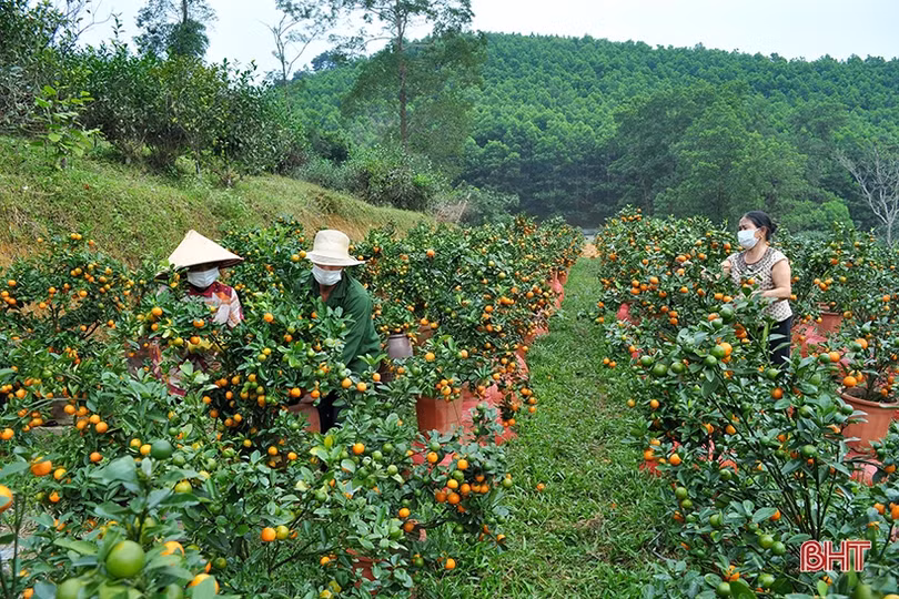 Vườn quất cảnh duy nhất ở Hương Sơn “rộn ràng” xuống phố