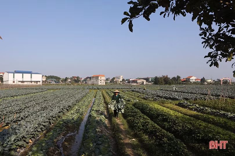 Niềm vui trên những cánh đồng ở Hà Tĩnh