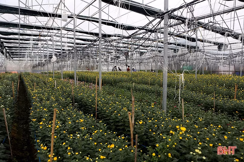 Niềm vui trên những cánh đồng ở Hà Tĩnh