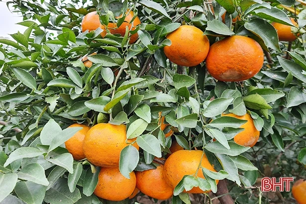 Náo nức tháng Chạp