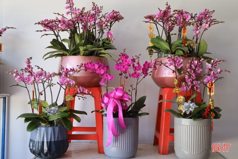 Muôn sắc lan hồ điệp “xuống phố” đón tết Nhâm Dần