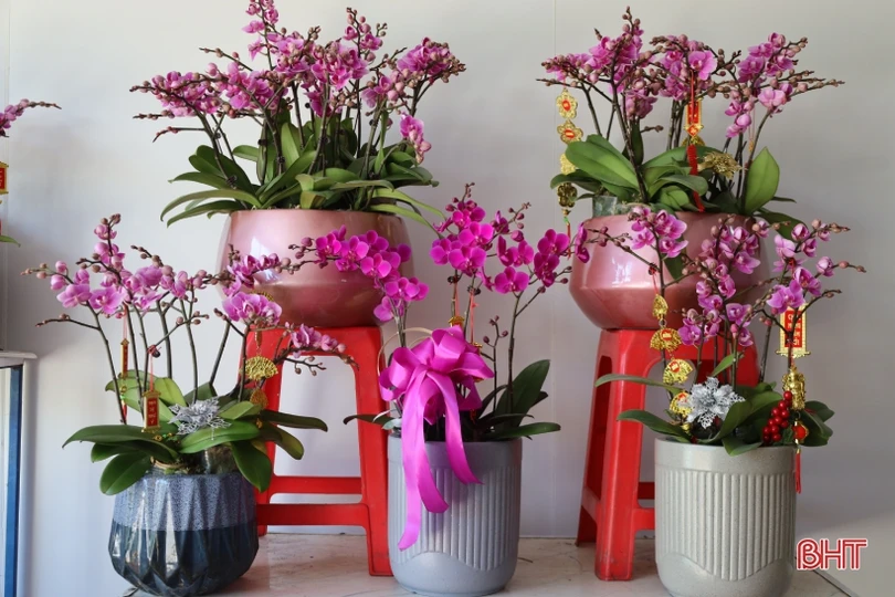 Muôn sắc lan hồ điệp “xuống phố” đón tết Nhâm Dần