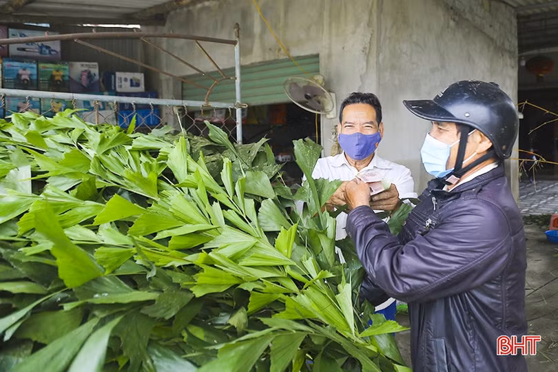 Cây tre, lá đùng đình làm cây nêu được giá ngày cận tết