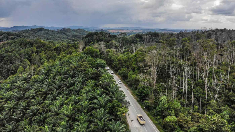 Tỉnh Đông Kalimantan trên đảo Borneo. Ảnh: Nikkei Asia. Indonesia công bố tên thủ đô mới