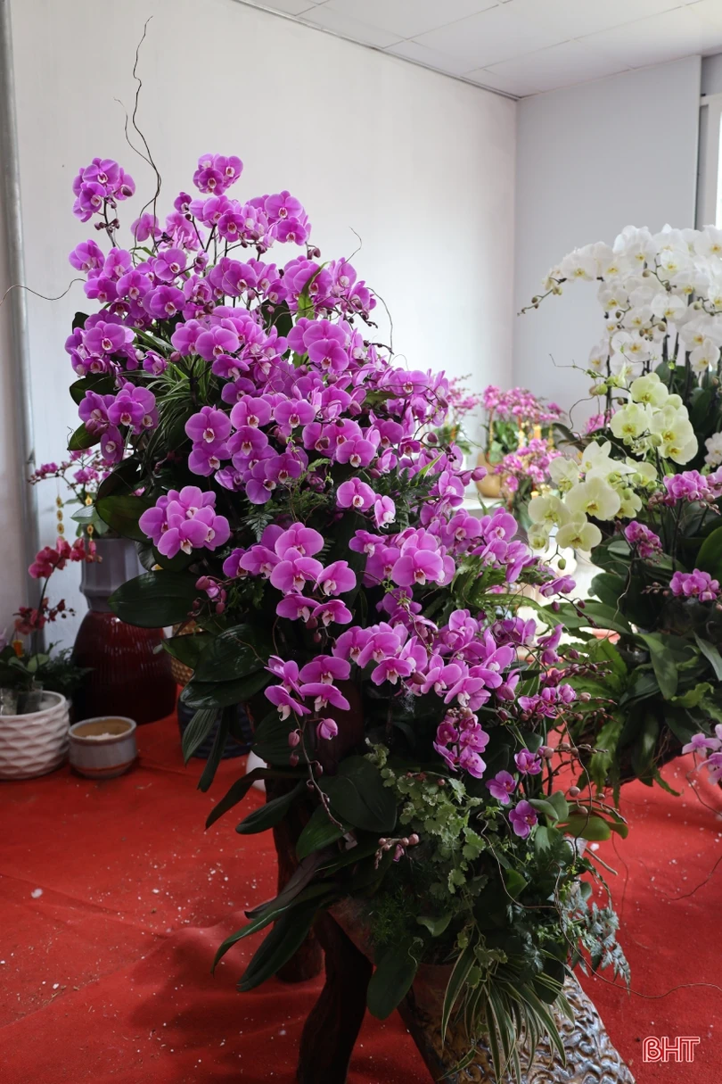 Muôn sắc lan hồ điệp “xuống phố” đón tết Nhâm Dần