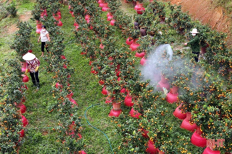 Vườn quất cảnh duy nhất ở Hương Sơn “rộn ràng” xuống phố