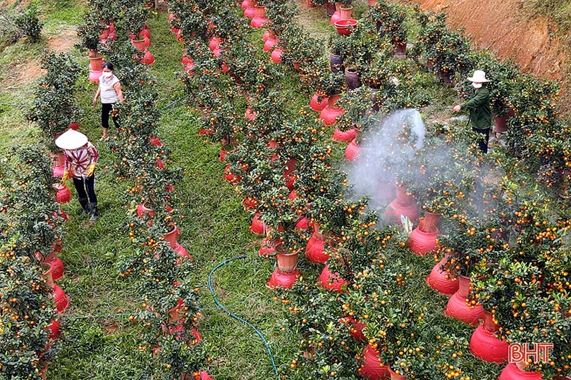 Vườn quất cảnh duy nhất ở Hương Sơn “rộn ràng” xuống phố