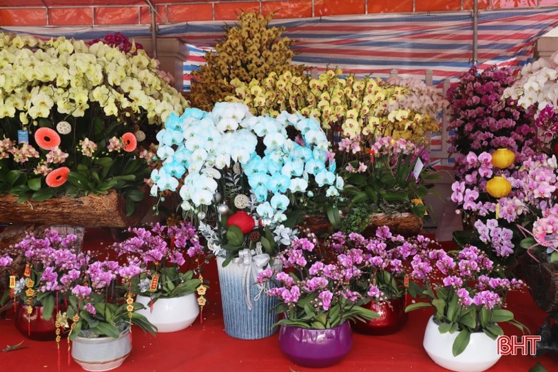 Muôn sắc lan hồ điệp “xuống phố” đón tết Nhâm Dần