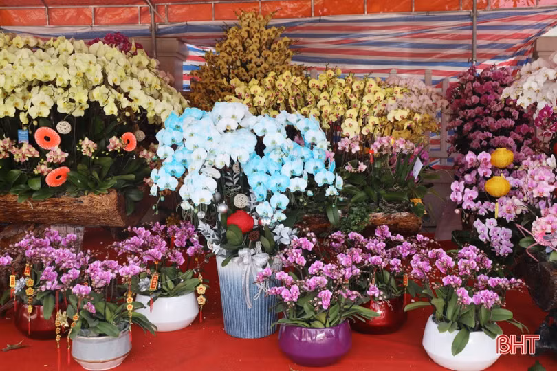 Muôn sắc lan hồ điệp “xuống phố” đón tết Nhâm Dần