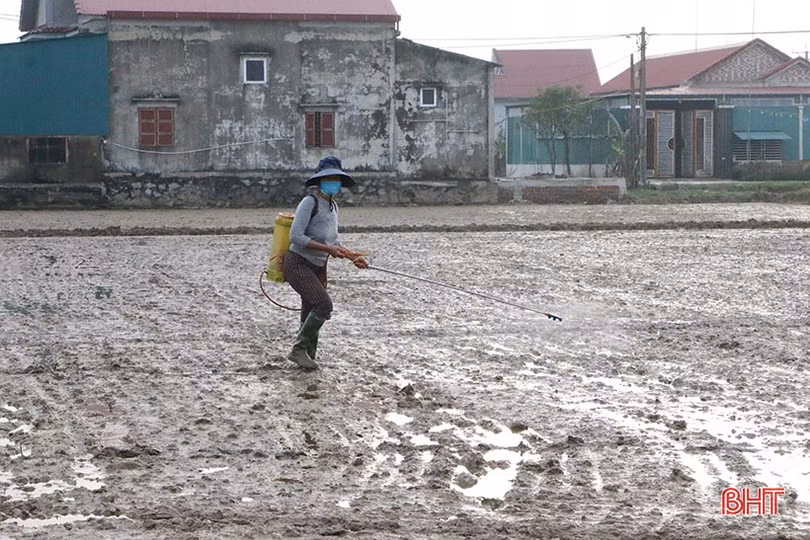 Thời tiết thuận lợi, nông dân Hà Tĩnh tập trung gieo cấy lúa xuân