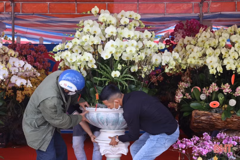 Muôn sắc lan hồ điệp “xuống phố” đón tết Nhâm Dần