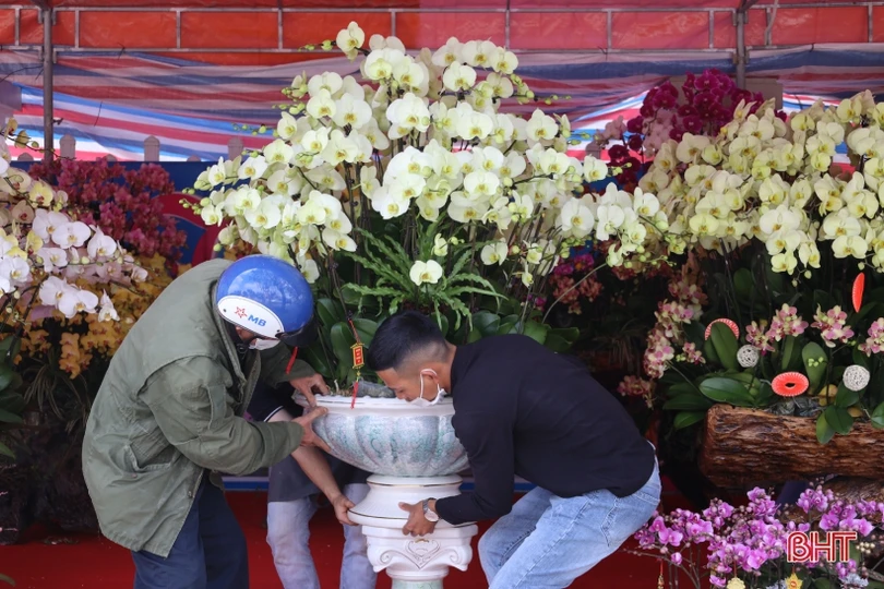 Muôn sắc lan hồ điệp “xuống phố” đón tết Nhâm Dần