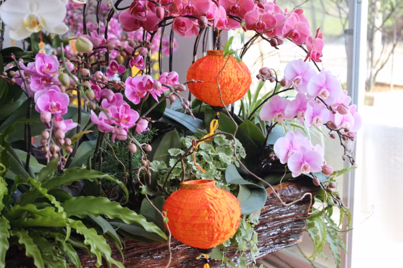 Muôn sắc lan hồ điệp “xuống phố” đón tết Nhâm Dần