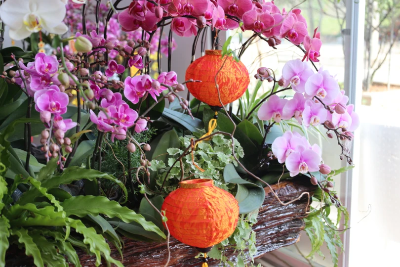 Muôn sắc lan hồ điệp “xuống phố” đón tết Nhâm Dần