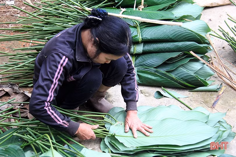 “Thủ phủ” lá dong Yên Sơn tất bật vào mùa thu hoạch